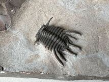 三葉虫の化石　コネプルシア（Koneprusia)②_画像2