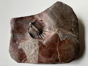 三葉虫の化石　アカンソピゲ（Acanthopyge)