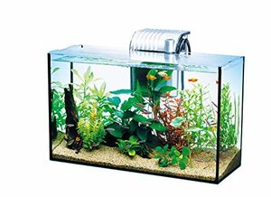  Tetra (Tetra) glass aquarium all glass aquarium GA-420F aquarium tropical fish me Dakar goldfish 