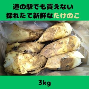 最終案内 3kg 甘くて柔らかい 天然 筍 タケノコ たけのこ 竹の子の画像1