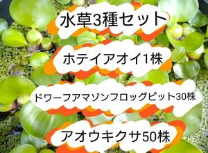 ホテイアオイ1株　ドワーフアマゾンフロッグピット約30株　アオウキクサ約50株　水草3種セット　浮草