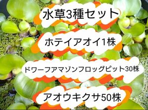 ホテイアオイ1株　ドワーフアマゾンフロッグピット約30株　アオウキクサ約50株　水草3種セット　浮草