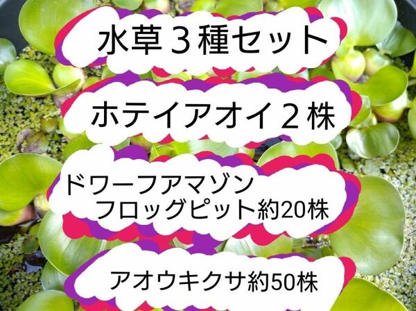 ホテイアオイ2株　ドワーフアマゾンフロッグピット約20株　アオウキクサ約50株　水草3種セット　浮草