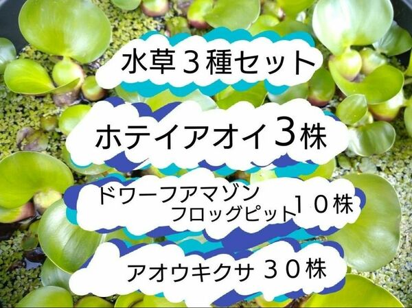 ホテイアオイ3株　ドワーフアマゾンフロッグピット約10株　アオウキクサ約30株　水草3種セット　浮草