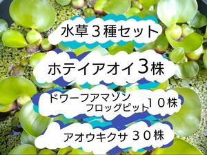 ホテイアオイ3株　ドワーフアマゾンフロッグピット約10株　アオウキクサ約30株　水草3種セット　浮草