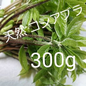 天然 山菜 コシアブラ 約300g