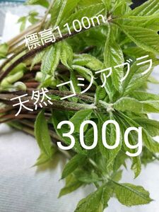 天然 山菜 コシアブラ 約300g