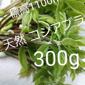 天然 山菜 コシアブラ 約300g