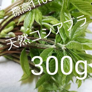 天然 山菜 コシアブラ 300g