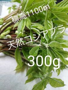 天然 山菜 コシアブラ 約300g