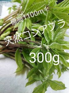 天然 山菜 コシアブラ 約300g