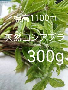 天然 山菜 コシアブラ 約300g