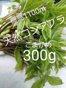 天然 山菜 コシアブラ こまかめ約300g