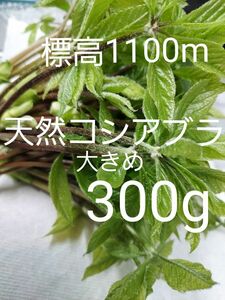 天然 コシアブラ 大きめ 約300g