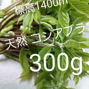 天然 山菜 コシアブラ 約300g