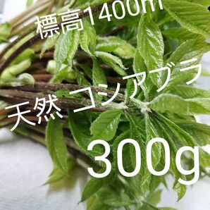 天然 山菜 コシアブラ 約300g