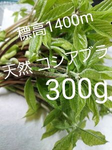 天然 山菜 コシアブラ 約300g