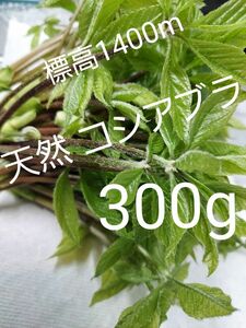 天然 山菜 コシアブラ 300g