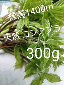 天然 山菜 コシアブラ 約300g