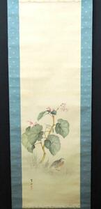 Art hand Auction JY155◆◇Goi Kinsui, Begonia, with box◇◆Hanging scroll, Summer, Autumn, Painting, Japanese painting, Flowers and Birds, Wildlife
