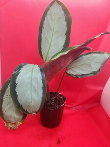 【Arc】希少！Calathea picturata // カラテア ピクツラータ