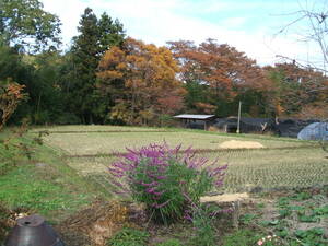  ultimate low pesticide * heaven day dried . peace 5 year Gunma prefecture production Koshihikari musenmai 10 kilo 