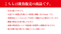 【送料無料】【稚魚】変わりメダカMIX(かわりめだかみっくす) 指宿(いぶすき)メダカ 稚魚20匹 生体 複数 種類 販売 セット_画像2