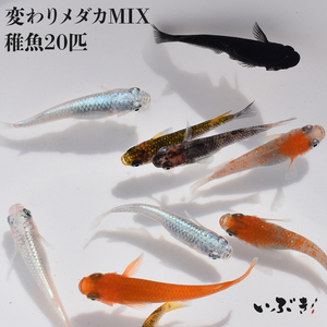 【送料無料】【稚魚】変わりメダカMIX(かわりめだかみっくす) 指宿(いぶすき)メダカ 稚魚20匹 生体 複数 種類 販売 セット