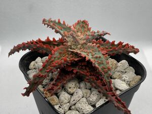 アロエ ハイブリッド 実生 多肉植物 Aloe hybrid 22