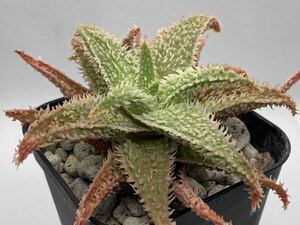 アロエ ハイブリッド 実生 多肉植物 Aloe hybrid 25