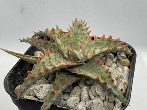 アロエ ハイブリッド 実生 多肉植物 Aloe hybrid 65