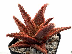 アロエ ハイブリッド 実生 多肉植物 Aloe hybrid 160