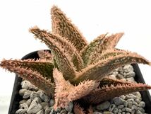 アロエ ハイブリッド 実生 多肉植物 Aloe hybrid 104_画像2