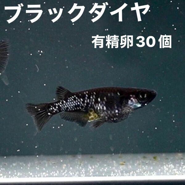 送料込み！【ブラックダイヤ上物】有精卵30個＋α めだか