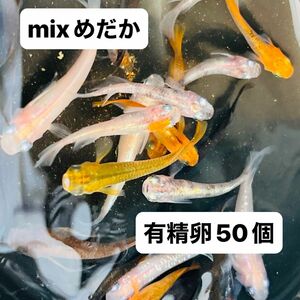 【mixめだか】有精卵50個+α ゾウリムシセット ミックスメダカ メダカ めだか有精卵