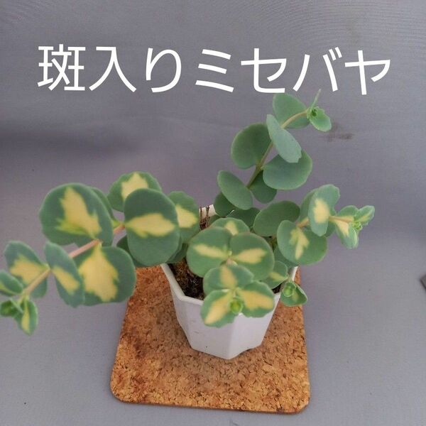  多肉植物　斑入り　ミセバヤ