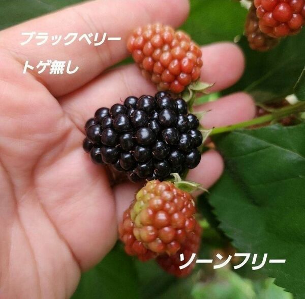 【地植え】ブラックベリー苗1本 木いちご苗 ラズベリー苗 ベリー