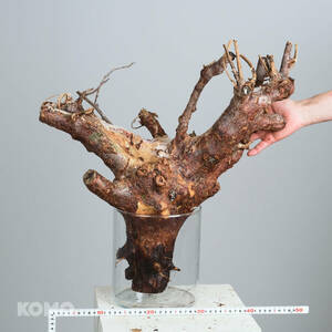 o595komifolao ruby kla squirrel commiphora orbicularis 05/02 import . root plant actual place departure root stock 