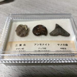 化石　三葉虫　アンモナイト　サメの歯