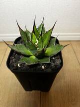 アガベ ホリダ Agave horrida 選抜株 検索)ギルベイ ペロテンシス USホリダ 台湾 シーザー 海王 ハデス SAD フィリグリー 姫厳竜 白鯨_画像3