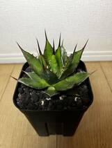 アガベ ホリダ Agave horrida 選抜株 検索)ギルベイ ペロテンシス USホリダ 台湾 シーザー 海王 ハデス SAD フィリグリー 姫厳竜 白鯨_画像2