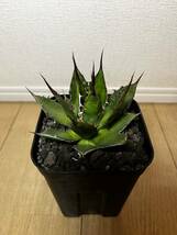 アガベ ホリダ Agave horrida 選抜株 検索)ギルベイ ペロテンシス USホリダ 台湾 シーザー 海王 ハデス SAD フィリグリー 姫厳竜 白鯨_画像1