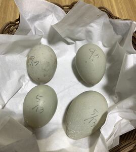 純白コールダック 食用卵 有精卵 『4個』