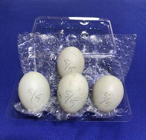  pure-white call Duck meal for egg [4 piece ] have . egg 