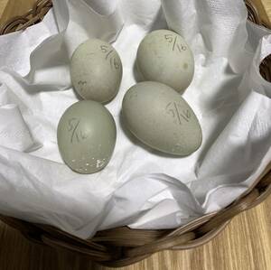  pure-white call Duck [4 piece ] meal for egg have . egg 