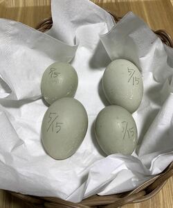  pure-white call Duck meal for egg [4 piece ] have . egg 