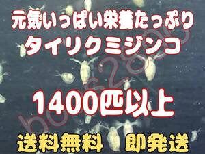 簡単爆殖！自家培養の元気いっぱい栄養たっぷりのニセオオミジンコ約１４００匹以上 観賞魚等の餌に