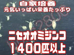 自家培養の元気いっぱい栄養たっぷりのニセオオミジンコ 約１４００匹以上 めだか等のエサに