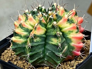 多肉植物 サボテン ギムノカリキウム 緋牡丹錦 mihanovichii hyb③