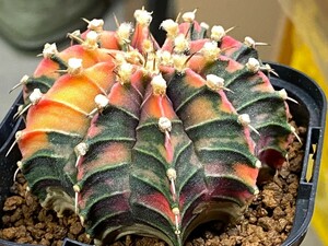 多肉植物 サボテン ギムノカリキウム 緋牡丹錦 mihanovichii hyb⑥